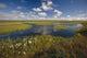 Arctic Tundra & Cotton Grass Summer Scenic North Slope Alaska Wall Mural