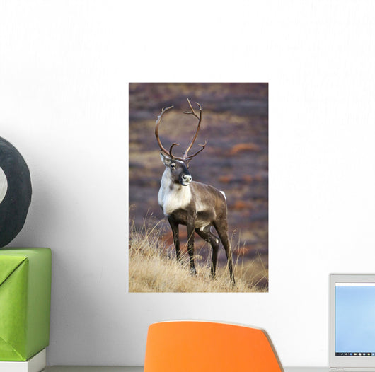 A Young Male Caribou Climbs A Steep Ridge Line In Denali National Park Wall Mural