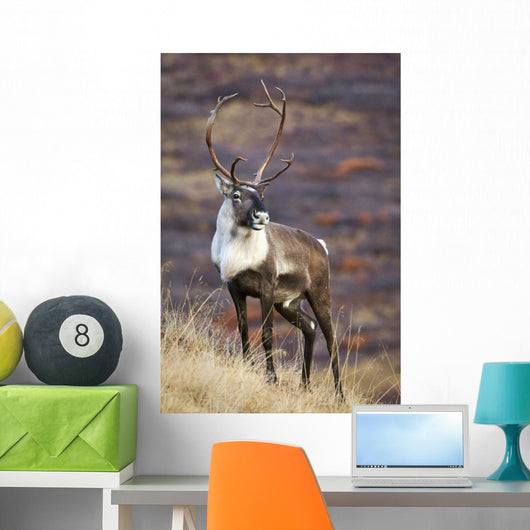 A Young Male Caribou Climbs A Steep Ridge Line In Denali National Park Wall Mural