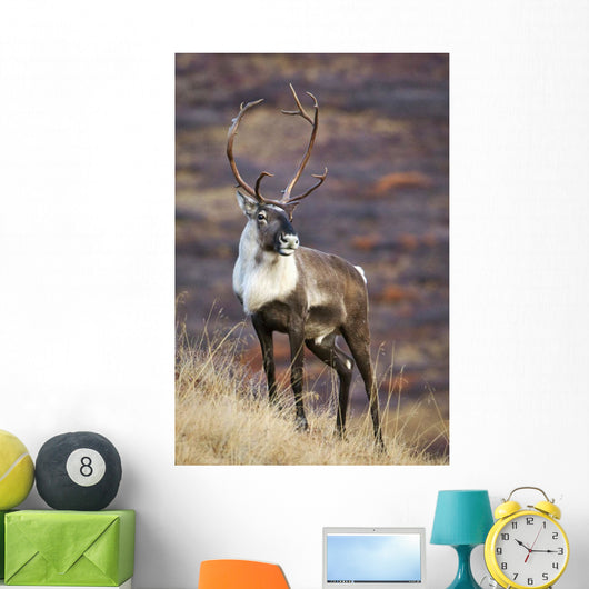 A Young Male Caribou Climbs A Steep Ridge Line In Denali National Park Wall Mural