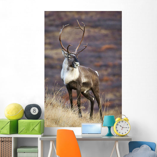 A Young Male Caribou Climbs A Steep Ridge Line In Denali National Park Wall Mural