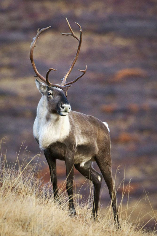 A Young Male Caribou Climbs A Steep Ridge Line In Denali National Park Wall Mural