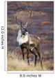 A Young Male Caribou Climbs A Steep Ridge Line In Denali National Park Wall Mural