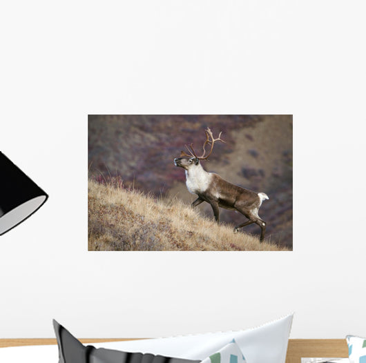 A Young Male Caribou Climbs A Steep Ridge Line In Denali National Park Wall Mural