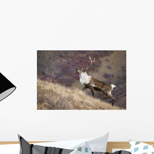 A Young Male Caribou Climbs A Steep Ridge Line In Denali National Park Wall Mural