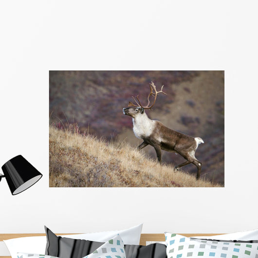 A Young Male Caribou Climbs A Steep Ridge Line In Denali National Park Wall Mural