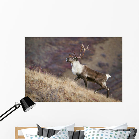 A Young Male Caribou Climbs A Steep Ridge Line In Denali National Park Wall Mural