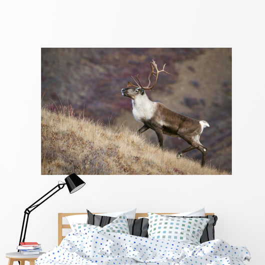 A Young Male Caribou Climbs A Steep Ridge Line In Denali National Park Wall Mural