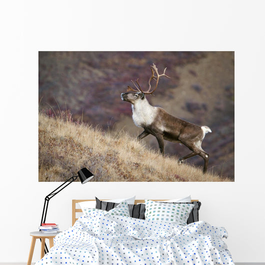 A Young Male Caribou Climbs A Steep Ridge Line In Denali National Park Wall Mural