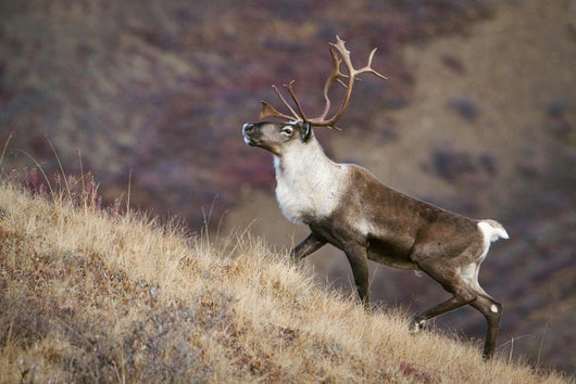 A Young Male Caribou Climbs A Steep Ridge Line In Denali National Park Wall Mural