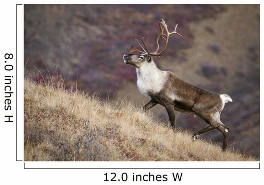 A Young Male Caribou Climbs A Steep Ridge Line In Denali National Park Wall Mural