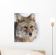 Portrait Of A Wild Coyote Near The Alaska Wildlife Conservation Center Wall Mural