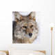 Portrait Of A Wild Coyote Near The Alaska Wildlife Conservation Center Wall Mural