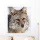 Portrait Of A Wild Coyote Near The Alaska Wildlife Conservation Center Wall Mural