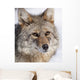 Portrait Of A Wild Coyote Near The Alaska Wildlife Conservation Center Wall Mural