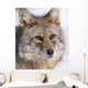 Portrait Of A Wild Coyote Near The Alaska Wildlife Conservation Center Wall Mural