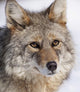 Portrait Of A Wild Coyote Near The Alaska Wildlife Conservation Center Wall Mural