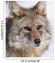 Portrait Of A Wild Coyote Near The Alaska Wildlife Conservation Center Wall Mural
