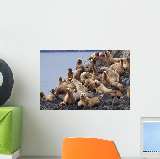 Group Of Steller Sea Lions Congregate On A Haul Out On An Island Wall Mural
