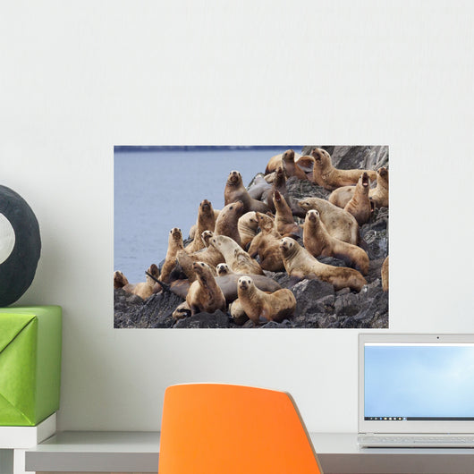 Group Of Steller Sea Lions Congregate On A Haul Out On An Island Wall Mural
