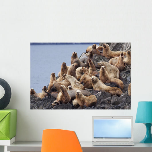 Group Of Steller Sea Lions Congregate On A Haul Out On An Island Wall Mural