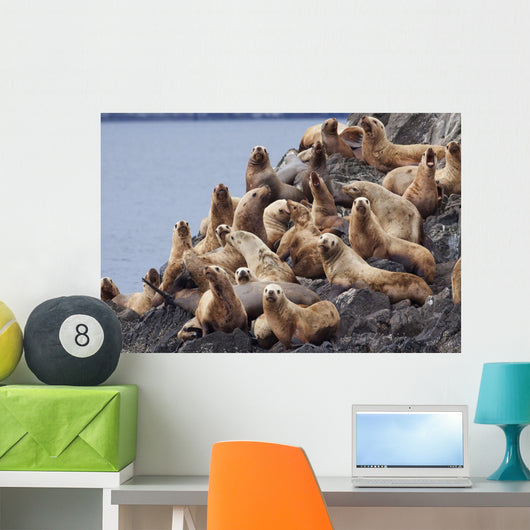 Group Of Steller Sea Lions Congregate On A Haul Out On An Island Wall Mural