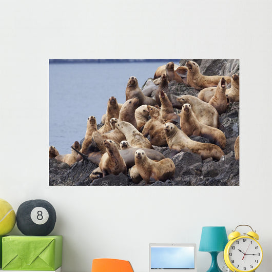 Group Of Steller Sea Lions Congregate On A Haul Out On An Island Wall Mural