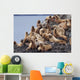 Group Of Steller Sea Lions Congregate On A Haul Out On An Island Wall Mural