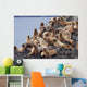 Group Of Steller Sea Lions Congregate On A Haul Out On An Island Wall Mural