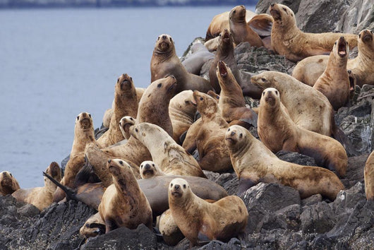Group Of Steller Sea Lions Congregate On A Haul Out On An Island Wall Mural