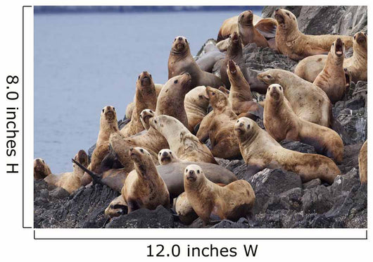 Group Of Steller Sea Lions Congregate On A Haul Out On An Island Wall Mural