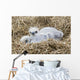 Close Up Of Bald Eagle Chicks In Nest Above Kukak Bay Wall Mural