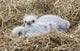 Close Up Of Bald Eagle Chicks In Nest Above Kukak Bay Wall Mural