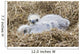 Close Up Of Bald Eagle Chicks In Nest Above Kukak Bay Wall Mural