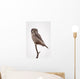 Portrait Of A Northern Hawk Owl Perched On A Dead Spruce Tree Wall Mural