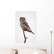 Portrait Of A Northern Hawk Owl Perched On A Dead Spruce Tree Wall Mural