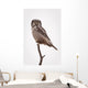Portrait Of A Northern Hawk Owl Perched On A Dead Spruce Tree Wall Mural