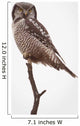 Portrait Of A Northern Hawk Owl Perched On A Dead Spruce Tree Wall Mural