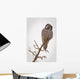 Portrait Of A Northern Hawk Owl Perched On A Dead Spruce Tree Wall Mural