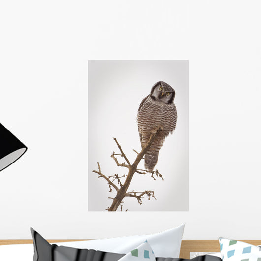 Portrait Of A Northern Hawk Owl Perched On A Dead Spruce Tree Wall Mural