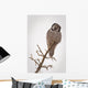 Portrait Of A Northern Hawk Owl Perched On A Dead Spruce Tree Wall Mural