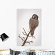 Portrait Of A Northern Hawk Owl Perched On A Dead Spruce Tree Wall Mural