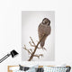 Portrait Of A Northern Hawk Owl Perched On A Dead Spruce Tree Wall Mural