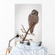 Portrait Of A Northern Hawk Owl Perched On A Dead Spruce Tree Wall Mural