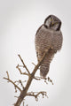 Portrait Of A Northern Hawk Owl Perched On A Dead Spruce Tree Wall Mural