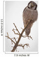 Portrait Of A Northern Hawk Owl Perched On A Dead Spruce Tree Wall Mural