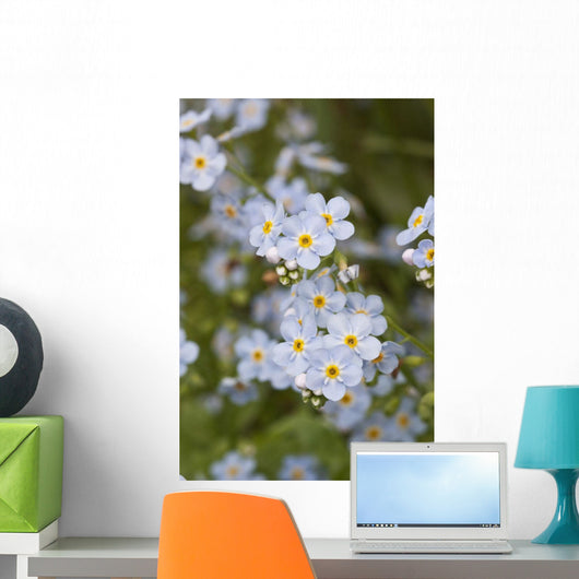 Close Up Of Forget Me Not Wall Mural