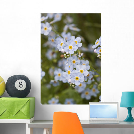 Close Up Of Forget Me Not Wall Mural