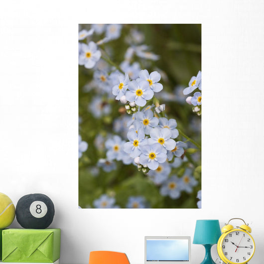 Close Up Of Forget Me Not Wall Mural