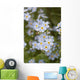 Close Up Of Forget Me Not Wall Mural